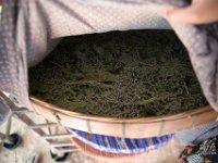 9561HomeWinSeidenraupen