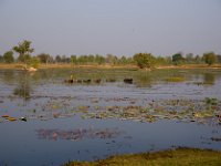 9592WasserbüffelSeerosen